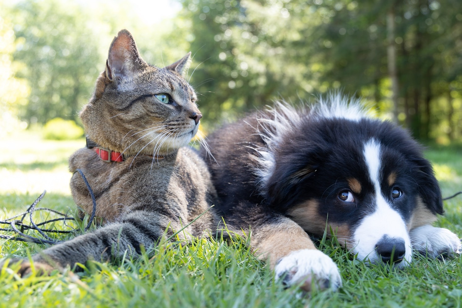 Top Tips for Eco-Friendly Pet Ownership